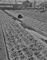 イチゴの収穫＝熊本市近郊