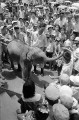小象と遊ぶ子供たち＝熊本市水前寺の熊本動物園