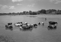 菊池川で水浴びをする乳牛＝玉名地方