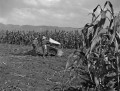 阿蘇の秋　トウキビ畑で作業する農家の人たち＝阿蘇郡阿蘇町
