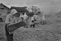 稲刈りのあとの脱穀作業にいそがしい農村女性＝八代郡鏡町