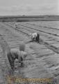 刈り取ったイグサを乾燥させる農家の人たち＝八代郡千丁村