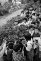 校庭で茶摘みをする児童＝熊本市の城西小学校