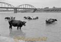 連日の暑さに菊池川に入り込んだ牛たち＝玉名市