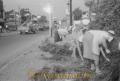 道路わきの雑草を刈る婦人たち＝玉名市内