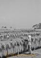 早期米の収穫。稲のかけ干し＝天草郡有明町