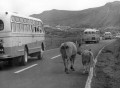 阿蘇登山道路を散歩する放牧の牛の親子＝阿蘇郡阿蘇町