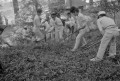 神社山林の下刈りをする小国中学校の生徒＝阿蘇郡小国町