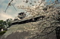 桜満開　熊本城・宇土櫓とソメイヨシノ＝熊本市本丸