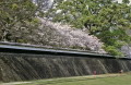 桜満開　熊本城・長塀とソメイヨシノ＝熊本市本丸
