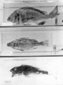 水俣市立水俣病資料館に展示されている汚染魚（水俣病関連）