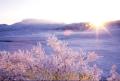 草千里冬の朝・ミヤマキリシマに付着した霧氷＝阿蘇市。朝日が当たる時、サン
