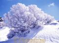 冬ｻﾝｺﾞ・霧氷＝久住・沓掛山。前日の季節風が形の良い木に霧氷を付けた。