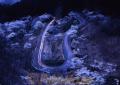 宵のサクラ＝高森町・高森峠。満開のサクラが薄暮の中に白く浮かび、車のライ