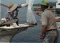 魚類の捕獲調査開始　水俣湾の魚を係員に手渡す漁師＝水俣市（水