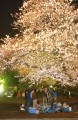 天守閣真下の桜の下で夜桜を楽しむ花見客＝２１日午後７時すぎ、