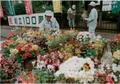 南稜高校創立１００周年へ花飾る　校門近くに寄せ植えを飾る生徒