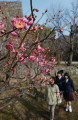 暖かい日差しの中、花を咲かせた紅梅＝１４日午前、熊本市の熊本