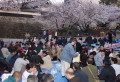 夜桜を見ながら交流を深める県日中友好協会の会員ら＝熊本城