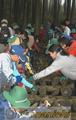 林業体験　ほだ場でシイタケを収穫する緑の少年団員ら＝人吉市