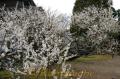 純白の花を咲かせる兜梅　延慶寺境内で県指定天然記念物の「兜（かぶと）梅」が満開を迎え市民の目を楽しませている＝本渡市