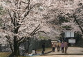 花見を楽しむ家族連れ・ソメイヨシノ満開間近＝熊本城の不開門前