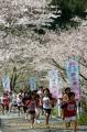 七分咲きの桜の下を走る「日本一の桜の里健康マラソン」の参加者＝球磨郡水上