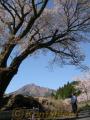満開となった「波野村の大桜」。向こうは根子岳＝波野村