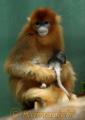 キンシコウの赤ちゃん誕生。母親のヘンヘンに抱かれる金絲猴の赤ちゃん＝熊本
