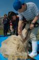 初夏を思わせる陽気の中、羊の毛を刈る九州東海大農学部の２年生＝阿蘇郡長陽
