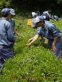 体験学習　透明感漂うみずみずしい新茶の葉を摘み取る芦北高校の生徒たち＝芦