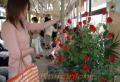 バラの花を飾った市電　「父の日」＝熊本市