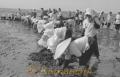 漁場に流れ込んだ除草剤被害。干潟を掘り起こす漁協の婦人たち＝熊本市沖新町