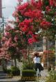 ピンクや赤の花を咲かせたサルスベリ＝熊本市桜木