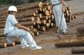 高校生林業実践体験研修　鳶（とび）口を使っての木材移動に挑戦する芦北高校