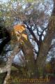台風１６号の強風で枝が折れた一心行の大桜＝阿蘇郡白水村中松