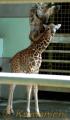 一般公開されたマサイキリンの赤ちゃん＝熊本市動植物園