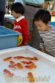 金魚と鯉の郷まつり　品評会に出品された金魚を観賞する子どもたち＝玉名郡長