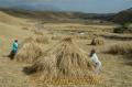 阿蘇の冬枯れの草原に多数作られた「草小積み」　景観保全兼ねて環境省が企画