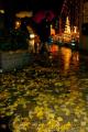 雨の中、クリスマスイルミネーションと浮かび上がるイチョウの落ち葉＝熊本市