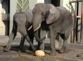 冬至　ゾウにプレゼントされたカボチャ＝熊本市動植物園