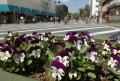 辛島公園の花壇に咲いたパンジー＝熊本市
