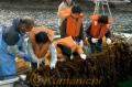 漁協組合員の手ほどきを受けて、養殖ワカメを収穫する内野小児童たち＝水俣市