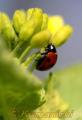 啓蟄（けいちつ）　菜の花にとまるテントウムシ＝熊本市の動植物園