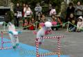 ストリートアートプレックス　ハードルを跳び越える犬＝熊本市の辛島公園