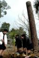 台風で倒れた大王松の横に新しい苗木を植樹する龍田小の児童＝熊本市
