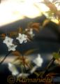 中神島に沈む夕日を背に暖かな春を待つ早咲きの桜＝宇城市三角の九州海技学院