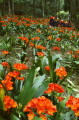 鮮やかなオレンジ色の花を咲かせているクンシラン＝牛深市のうし