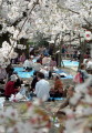 満開の桜の下、花見に訪れた人たち＝８日午後、熊本城
