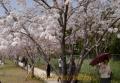 やまが桜園で満開の桜を愛でて散策する市民ら＝山鹿市